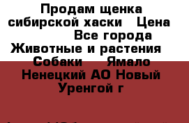 Продам щенка сибирской хаски › Цена ­ 8 000 - Все города Животные и растения » Собаки   . Ямало-Ненецкий АО,Новый Уренгой г.